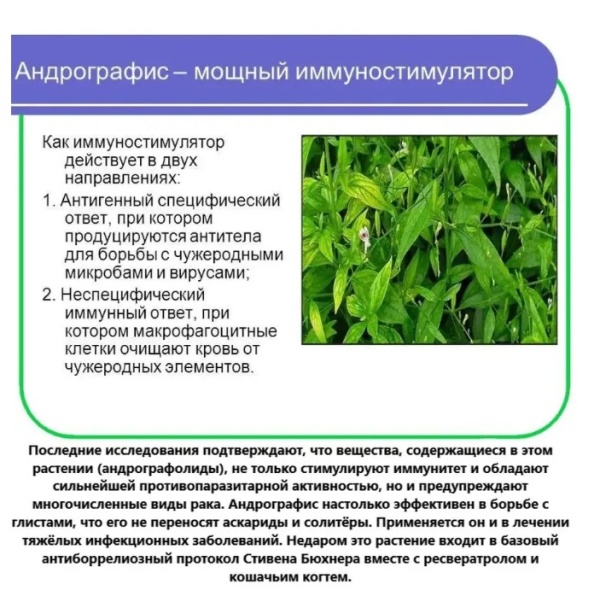 Драже от кашля со вкусом тайский паслен Kongka Herb (120 шт) 15г