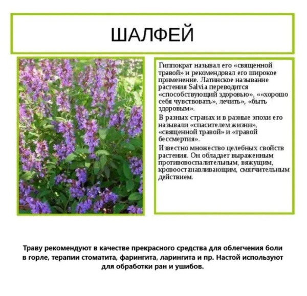Драже от кашля со вкусом японская слива Kongka Herb (120 шт) 15г